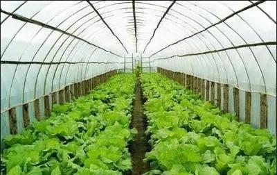 我想回乡做蔬菜种植,大家看前景如何?
