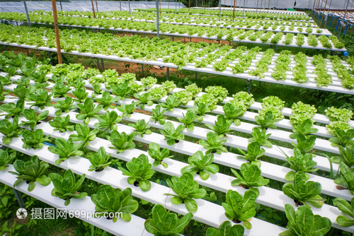 蔬菜水栽系统青绿新鲜生菜沙拉种植花园水栽养农场植物在温室有机健康食品中没有土壤农业的水上种植