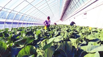 东丰县大力发展设施农业 新型经营主体不断壮大