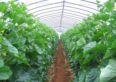 大棚种植蔬菜过程中,会出现的问题和管理方法,提高作物生长态势